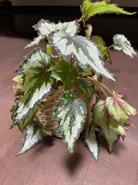 熱帯植物のジメジメ水苔栽培について 根茎性ベゴニアを何種類 Yahoo 知恵袋