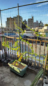 プランターで屋上家庭菜園してます 日当たりは良好ですが この Yahoo 知恵袋