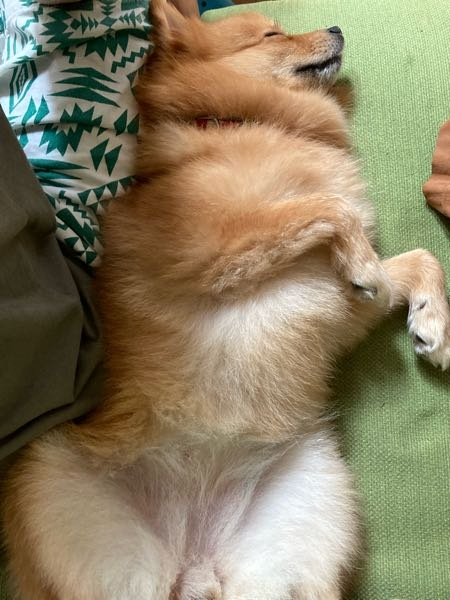犬の寝かたについて質問です。 うちの犬はこの写真のように寝ます。 動画で見るわんちゃん違うので心配です。 この寝かたで大丈夫なのでしょうか？またこの寝かたは腰を痛めたりしないのでしょうか？