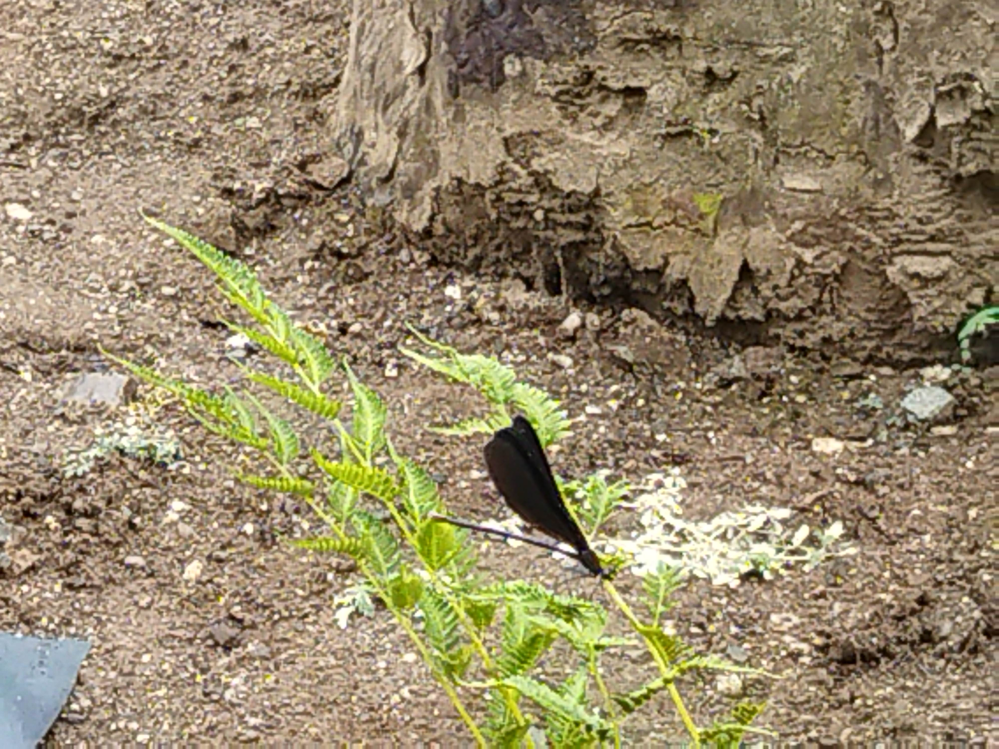 この黒いトンボは何という種類ですか？ 自宅の池の周りを3日間くらいウロチョロしてます。