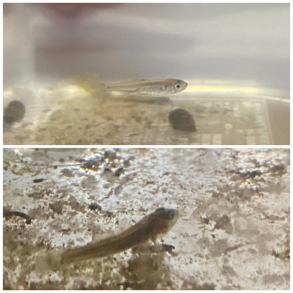 夏休みの宿題で魚について調べているのですが この小さい魚2匹 Yahoo 知恵袋