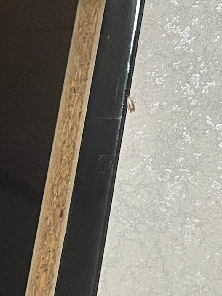 最近この小さい虫が部屋を飛び回っているんですけどなんの虫でしょうか?? 大きさは1cm~2cmぐらいで白か銀色だと思います。明るい部屋でエアコンの近くによく居ます。動きが早くて上手く捕まえられないです。
