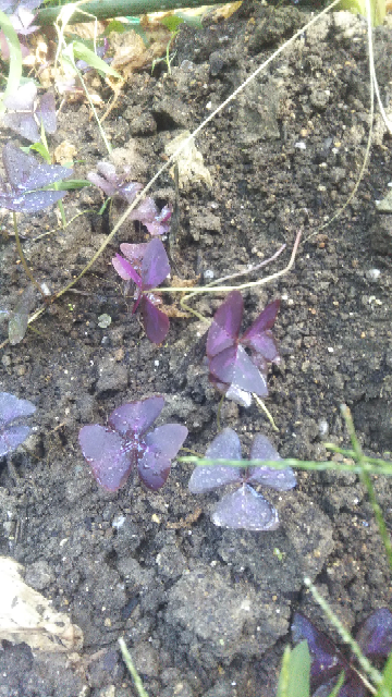 うちの畑に咲いてる紫のクローバーのような植物の名前が分かりません。教えてください。。。紫蘇に交じって生えています。