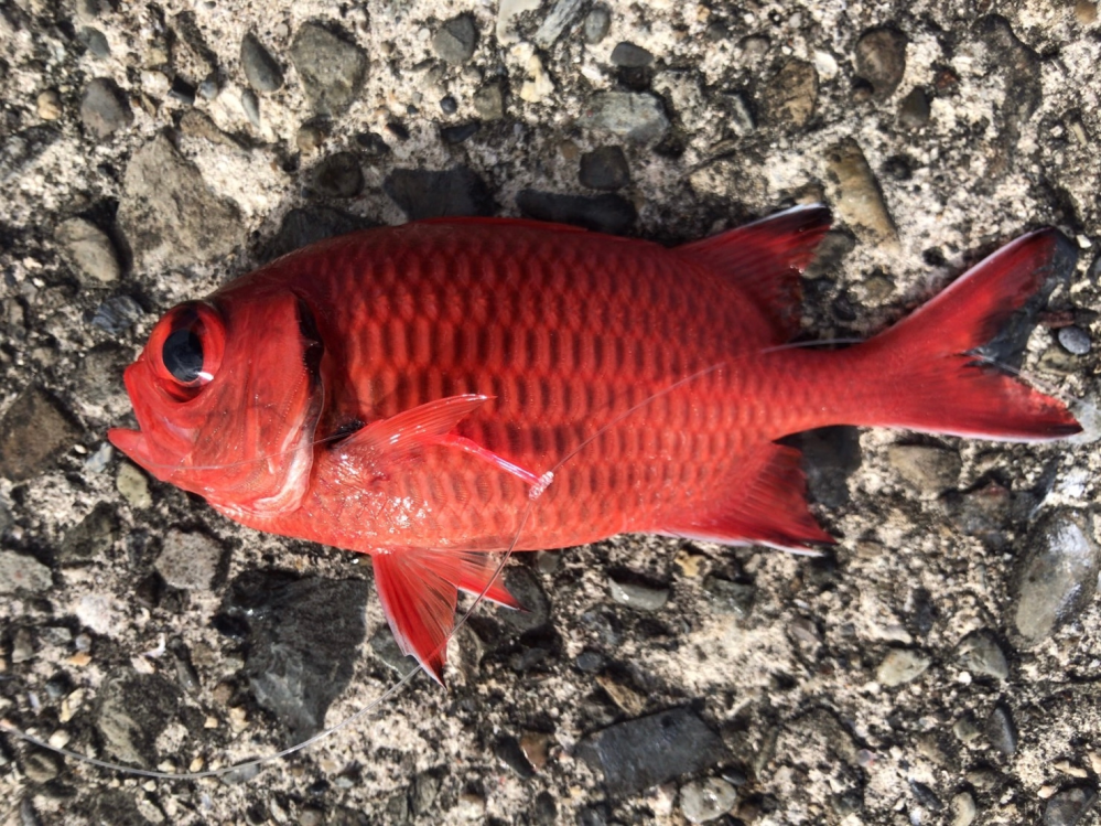 この魚の名前を教えてほしいです。何の魚でしょうか？和歌山の防波堤で釣れました。赤い魚で検索したのですが出てきませんでした