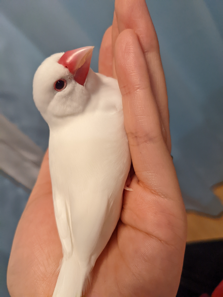 文鳥の性別を教えて下さい 以前も聞いたのですが 赤ちゃんでし Yahoo 知恵袋