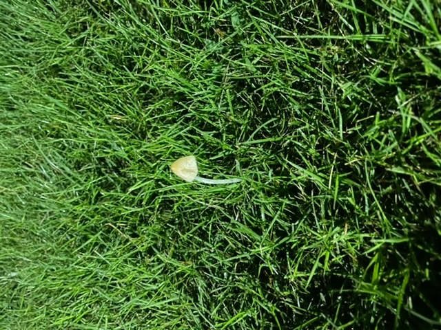 このキノコってなんですか？ 庭の芝生に生えてきて犬が食べてます。