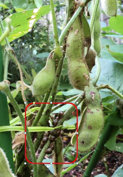 庭で枝豆を育てています。 かめむしが大量に発生して枝豆も茎や実についており、実を食べたり、実に大量の卵を産み付けています。 殺虫剤以外で対処する方法はありますか？ ペットボトルの中にカメムシを...