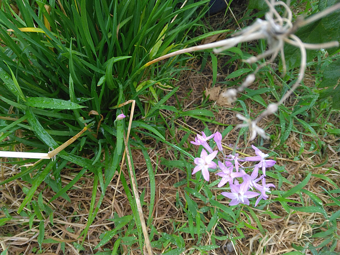 皆さん、お早うございます。ナンコです。 今日は、お休みです。 近くの温泉でゆったり過ごします。 これで元気になれますね。 では、今日もヨロシクです! さて、この花は何でしょう？