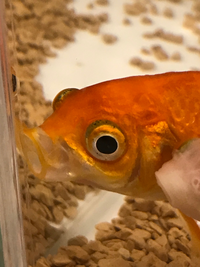 金魚が横になって浮いています たまに泳いでいますが 元気 Yahoo 知恵袋