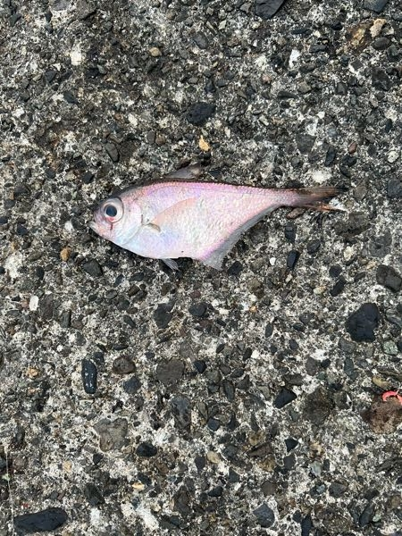 静浦港で釣れた魚なんですけど、何ていう名前ですかね？