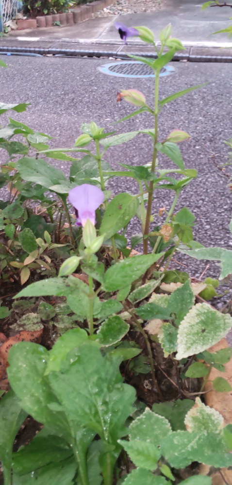 この植物の名前を教えてください。 鉢に生えていました。 紫色の小さな花が咲いています。 高さ30cmくらいです。 よろしくお願いいたします。