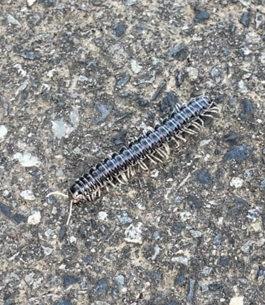 昆虫 投票受付中の質問 Yahoo 知恵袋