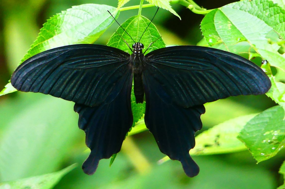 河川敷の林で目の前にとまった黒いアゲハチョウです。 名前をご存じの方は教えて頂けないでしょうか？