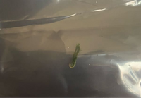 水槽の中で水草と一緒に歩いている虫 がいました 毛虫のような動きをして Yahoo 知恵袋