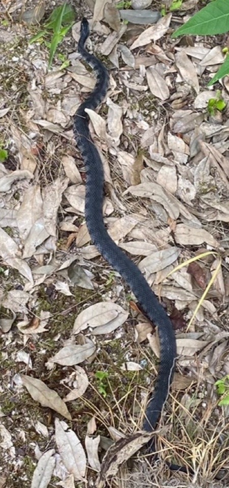 庭で見つけたのですが、この蛇の名前はなんですか？ 中国地方です。