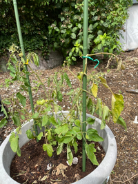 ミニトマトを栽培しているのですが 最近暑いからって水をあげす Yahoo 知恵袋