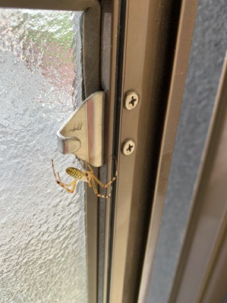 これは何という蜘蛛ですか？