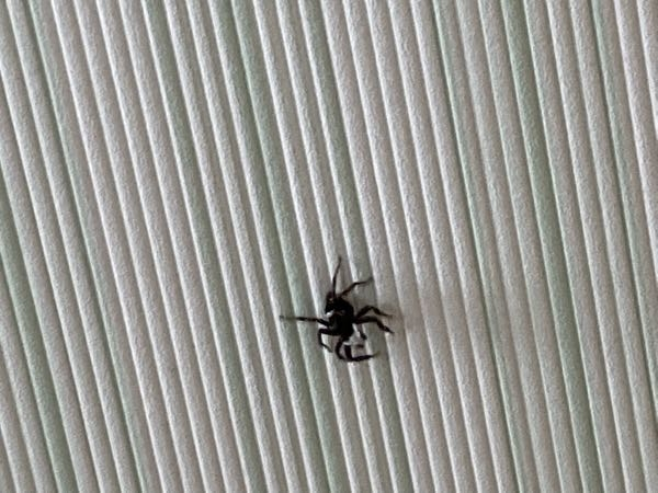 至急 この蜘蛛って家の虫食べてくれるんですっけ？