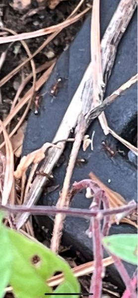 ヒアリについての質問です。 今日外でヒアリらしきアリを見つけました。 この写真に写ってるアリはヒアリでしょうか。 画質が悪くてすみません。