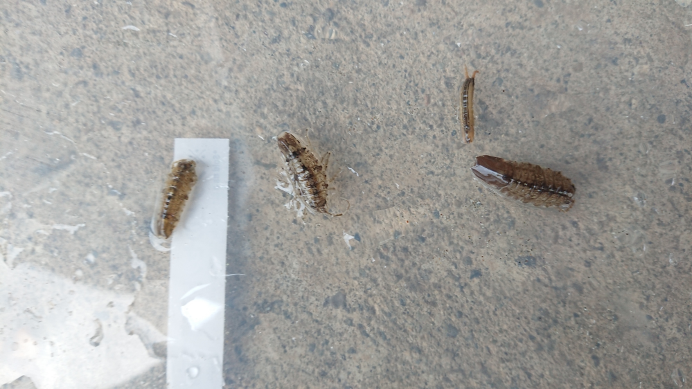 これ、何の虫でしょうか？ 本日（2022年8月17日）、茨城県内の海辺で、海中の砂底で捕獲しました。