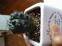 サボテンについて質問ですダイソーで買ってきたサボテンを植え替 Yahoo 知恵袋