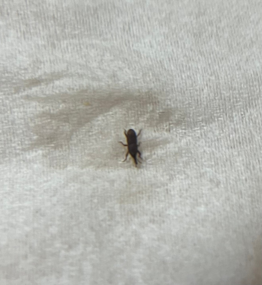 この虫の正体が知りたいです。 ここの所家にて見かける小さな虫です。1cmも無いほどの小さな虫なのですが、今まで見つけた事が無かった為、気になり質問させてください。 まるでカブトムシ？を小さくしたような角みたいなのがあり黒っぽい焦げ茶っぽい見た目です。