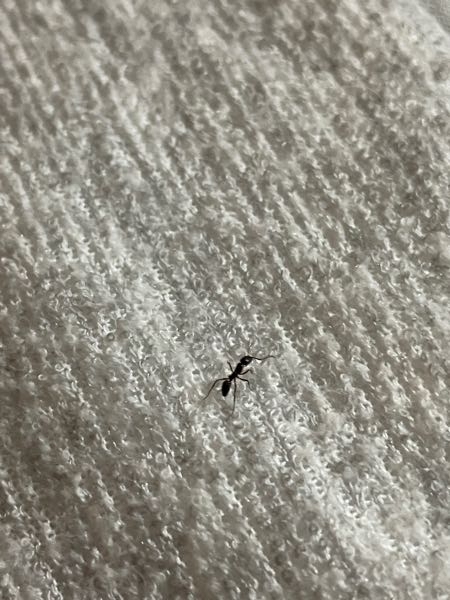 これはただのアリですか？ 噛まれたのかピリピリ痛いんです 蚊に刺された様に腫れています