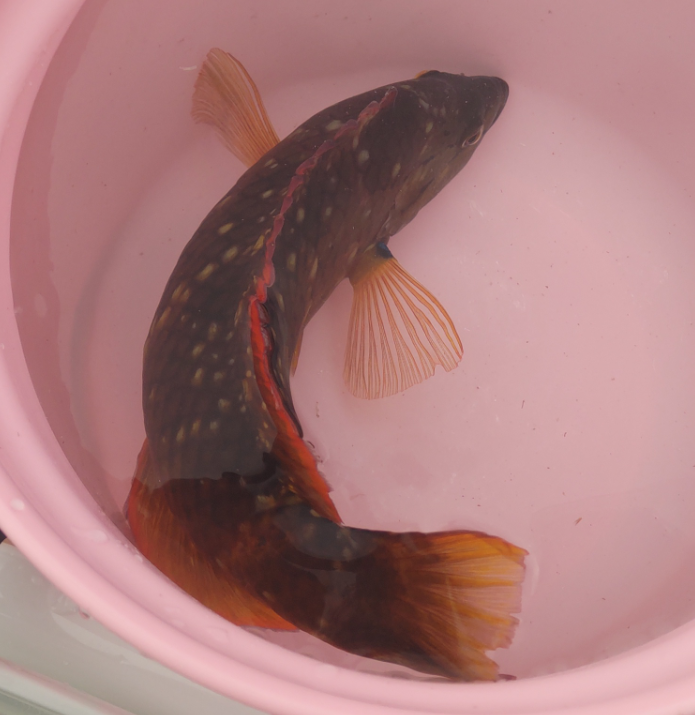 この魚の名前教えて下さい。 南伊豆の浅瀬で見つけた海水魚です。
