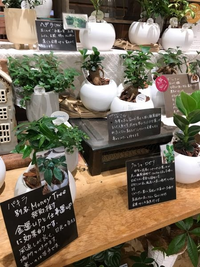 室内に置く観葉植物でエアコンにダイレクトに当てても平気な観葉植物を教え Yahoo 知恵袋