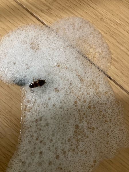 注意！写真あり！ 写真このゴキブリは黒ゴキブリですか！？ ゴキブリ対策はしているのですが、2年ぶりくらいに家の中にて発見しました。 チャバネじゃないことを祈ってます…