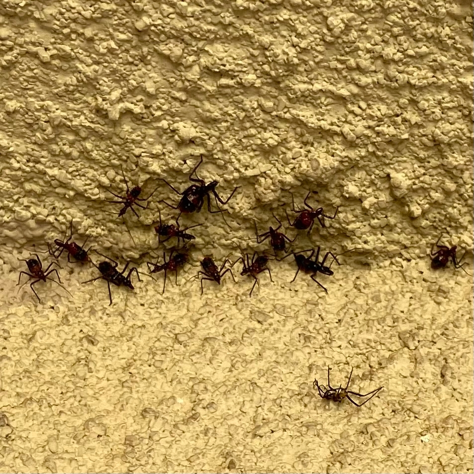 雨天時はスズメバチの活動は低下しますか 雨はあまり関係ないですね Yahoo 知恵袋