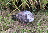 鳥の名前 子供が履く音が鳴るサンダルのような鳴き声の鳥が近所にいます Yahoo 知恵袋