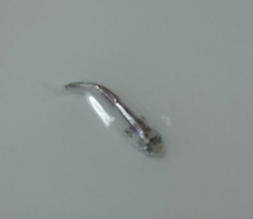 磯のタイドプールで見つけた魚の稚魚です。 体長15㎜ほど。体が銀色に光り群れをなして水面を忙しく泳ぎ回っていました。 何の稚魚なのか同定できる方、よろしくお願いいたします。