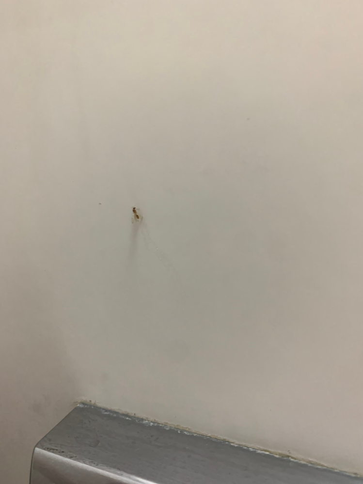 この虫がなんという虫かわかる方いらっしゃいますか？風呂場に居て見たことがなく、悪い無視でないのなら逃がしてあげたいなと 大きさは3mm程度の小さな虫です