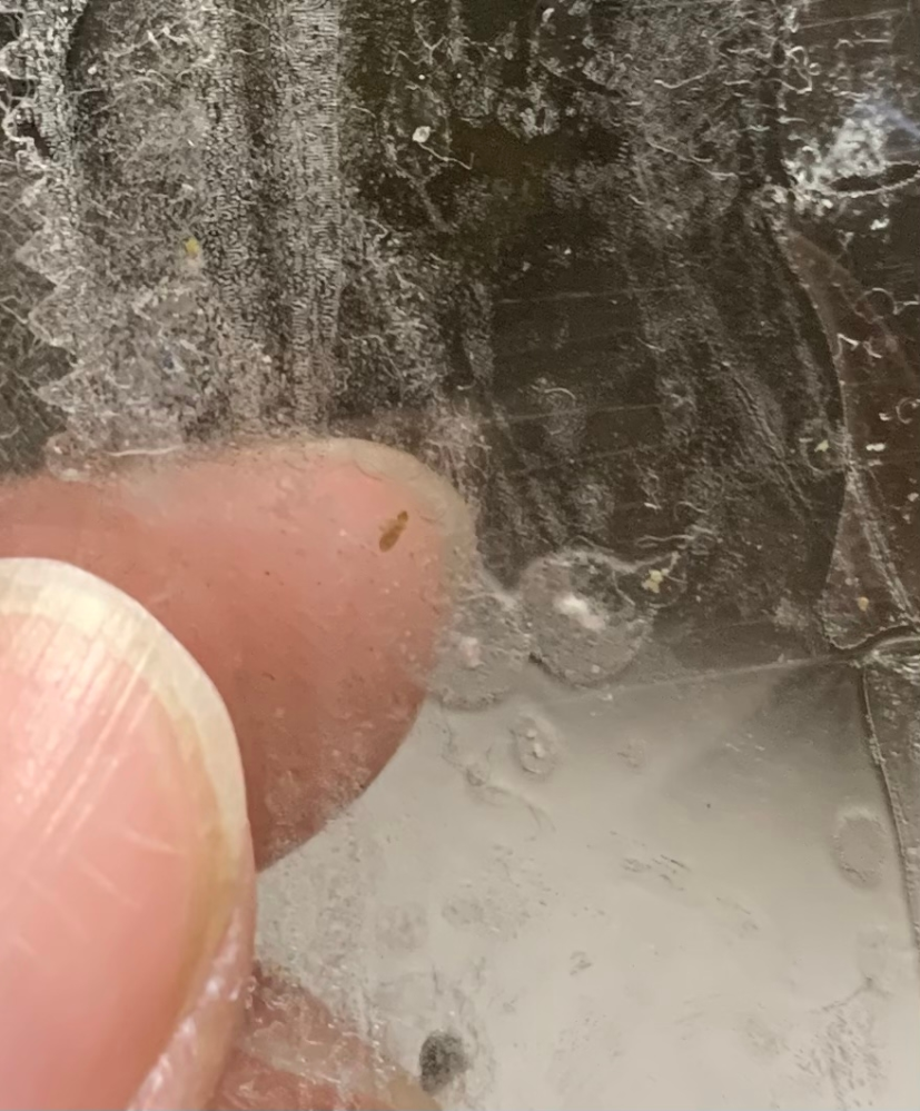 この写真の虫はチャタテムシでしょうか？ それともトコジラミの幼虫なのでしょうか？ すごく小さいです。