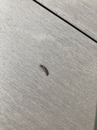 これは コウモリのフンですか ネズミですか また 二日に一度 Yahoo 知恵袋