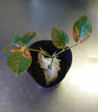 サイトで購入したミニバラ苗の葉が茶色てま届きました バラの葉 Yahoo 知恵袋