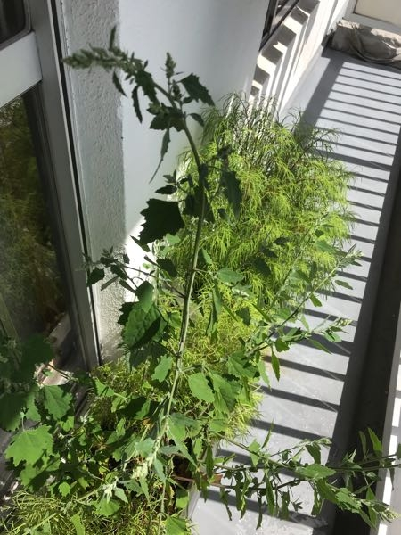 コチアはわかるのですが 背の高い花は雑草でしょうか 昨年コチ Yahoo 知恵袋