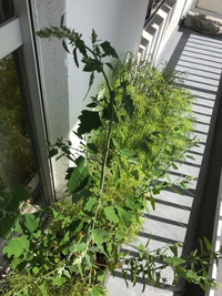 コチアはわかるのですが 背の高い花は雑草でしょうか 昨年コチ Yahoo 知恵袋