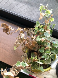 アイビーが枯れそうです ネットの情報ですと 初心者はだいたい Yahoo 知恵袋