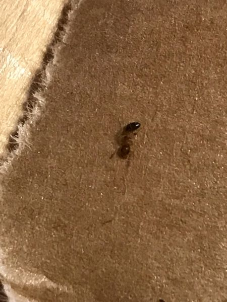 家の中でに、画像のアリが多数あらわれました。 シロアリでしょうか？ ご存じの方、アリの種類をご教示下さい！！ 駆除方法なども教えて頂けたらありがとうです。 宜しくお願い致します！！