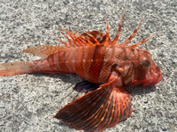 この魚は何でしょう 東伊豆で釣りました カサゴみたいですが胸 Yahoo 知恵袋