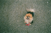うちの犬可愛くないですか Yahoo 知恵袋