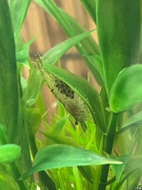 あとどのくらいで生まれますか ミナミヌマエビです 隔離した方 Yahoo 知恵袋