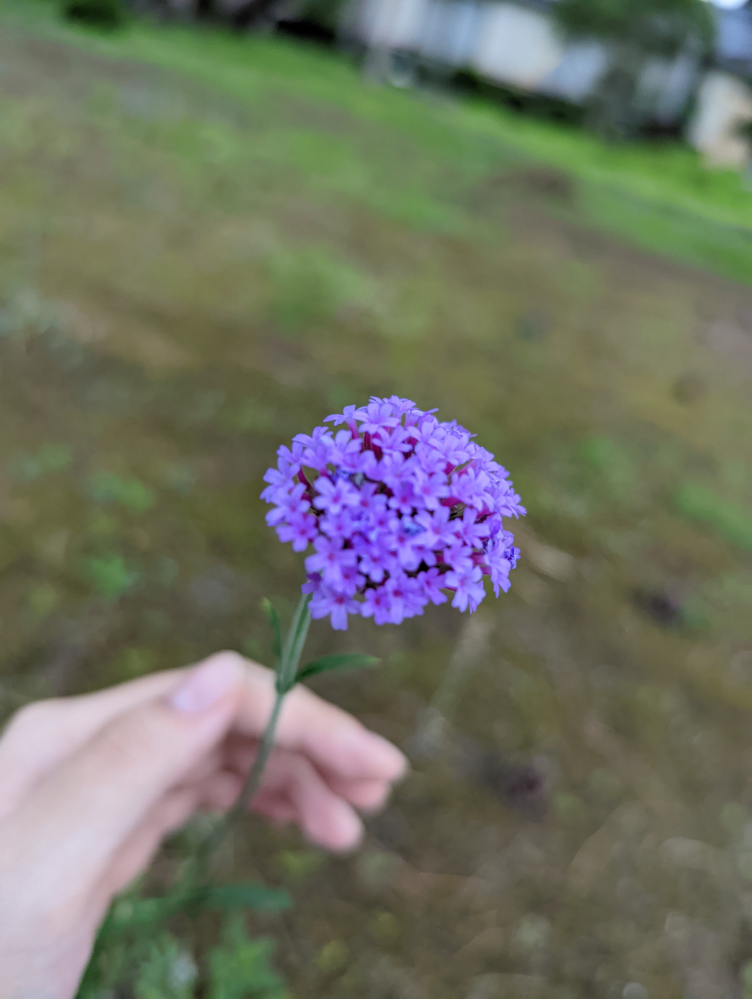 この花なんですか 夏に新潟で撮りました 茎が30cmくらいあ Yahoo 知恵袋