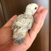 コザクラインコこの子のカラーはなんになりますか 宜しくお願い Yahoo 知恵袋