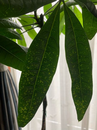 パキラに白い斑点 脱色した斑点が出来ました 酷いのは一枝で葉 Yahoo 知恵袋