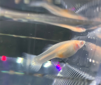 このグッピーは妊娠してるでしょうか 他の子にいじめられて可哀想だったの Yahoo 知恵袋