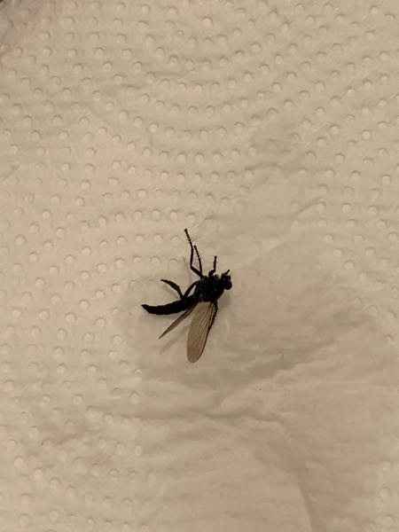 カブトムシは液体蚊取り等で死んだりするんでしょうか 教えて下さい Yahoo 知恵袋