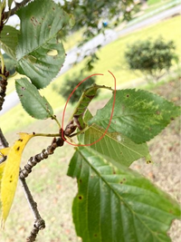 桜の木の毛虫に毎年困っています 業者に頼まず 女に簡単に出来る対策を教えて下 Yahoo 知恵袋
